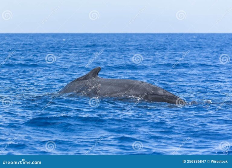 a-close-call-with-nature-adrian-simancas-humpback-whale-encounter