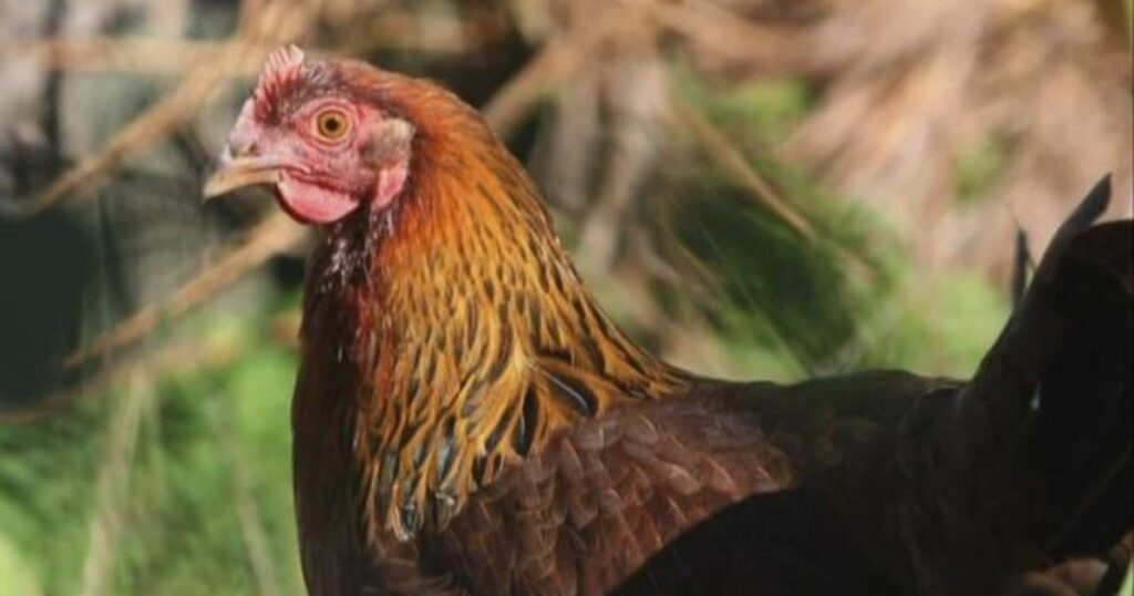 unveiling-the-h5n1-scare-the-missing-report-and-public-health-transparency